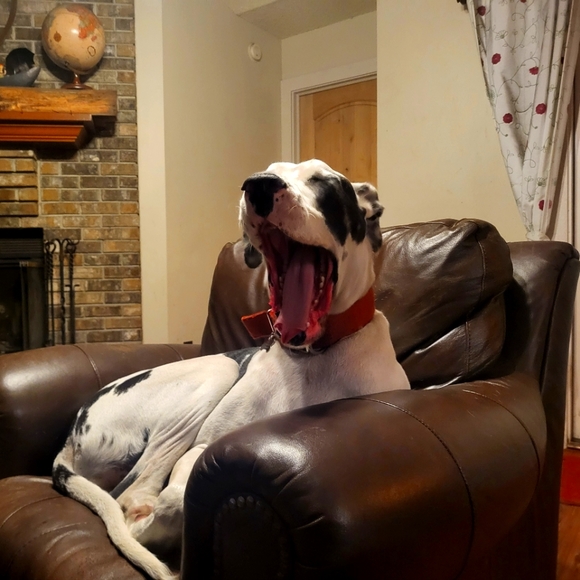 Meet your Posher, Madison - Picture 1 of 1